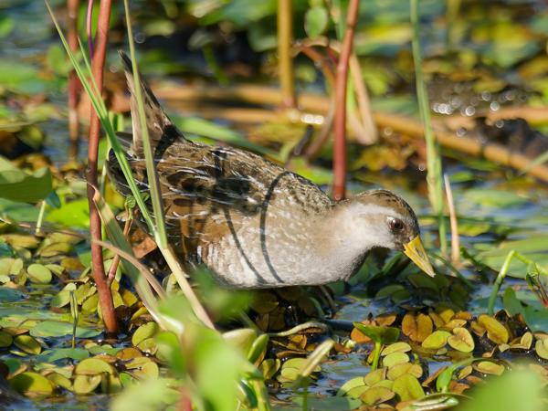<h3><a href="/trips/costa-rica/biota/animalia/chordata/aves/023 gruiformes/003 rallidae/porzana carolina/porzana carolina-nl.html">Porzana&nbsp;carolina</a> / Sora / Soraral</h3>OM-1 Mark II met M.300mm F4.0 + MC-14, 1/2000 sec  bij F5.6, ISO 1250, afstand 9.85&nbsp;m